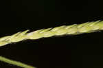 Tapertip cupgrass